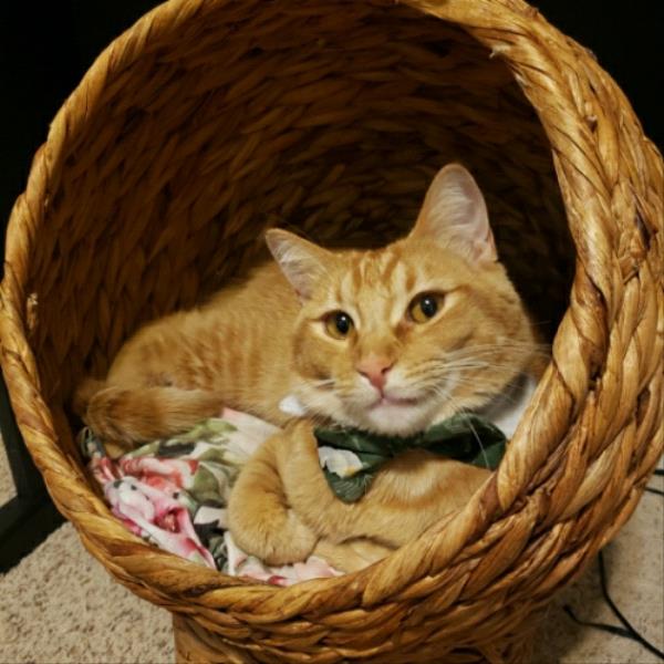 /Images/uploads/Cuddles Cat Cafe/uvac/entries/18162thumb.jpg